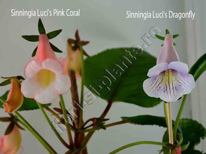 Sinningia Luci s Dragonfly si Luci s Pink Coral - GLOXINIA-SINNINGIA _COLECTIA 2020_2024