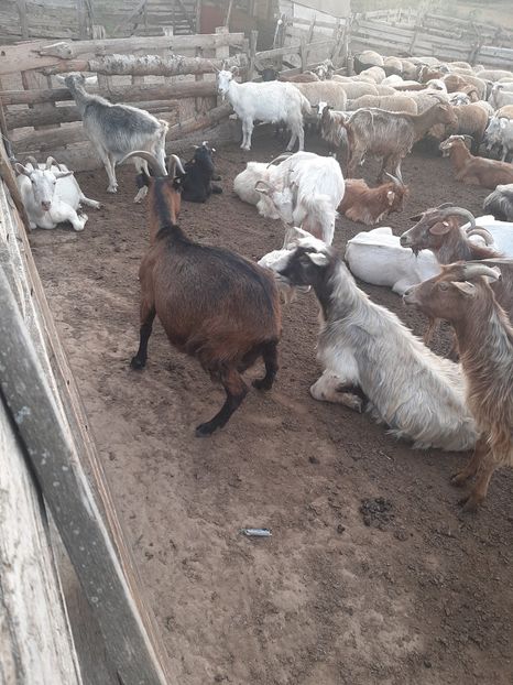  - Capre și oi 2020