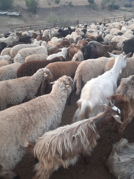  - Capre și oi 2020