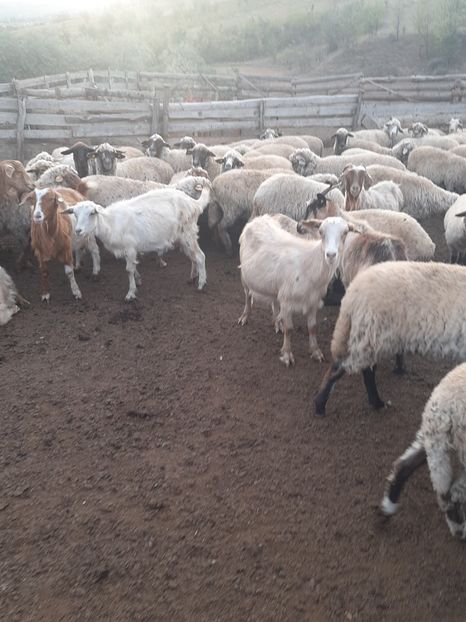  - Capre și oi 2020