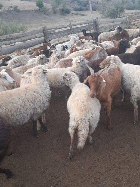  - Capre și oi 2020