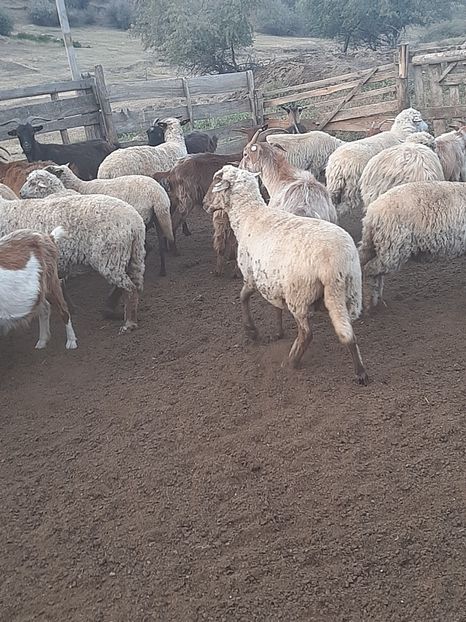  - Capre și oi 2020