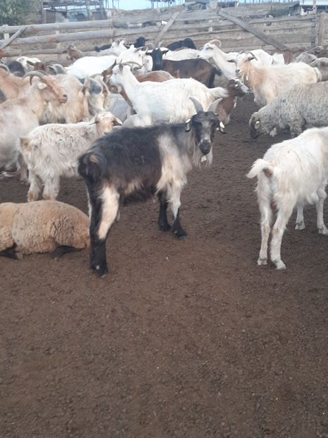  - Capre și oi 2020