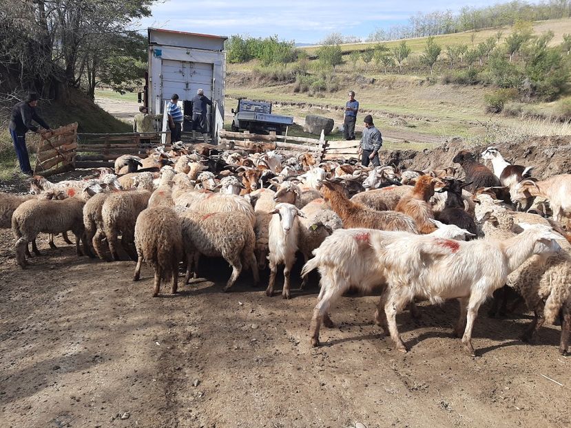  - Capre și oi 2020