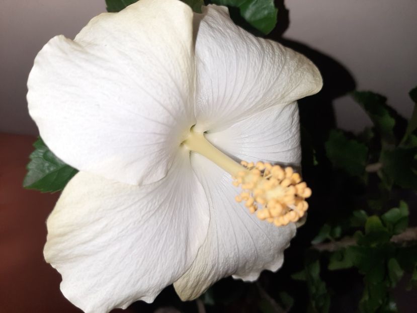  - Florile mele octombrie 2020