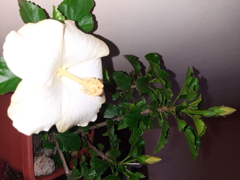  - Florile mele octombrie 2020