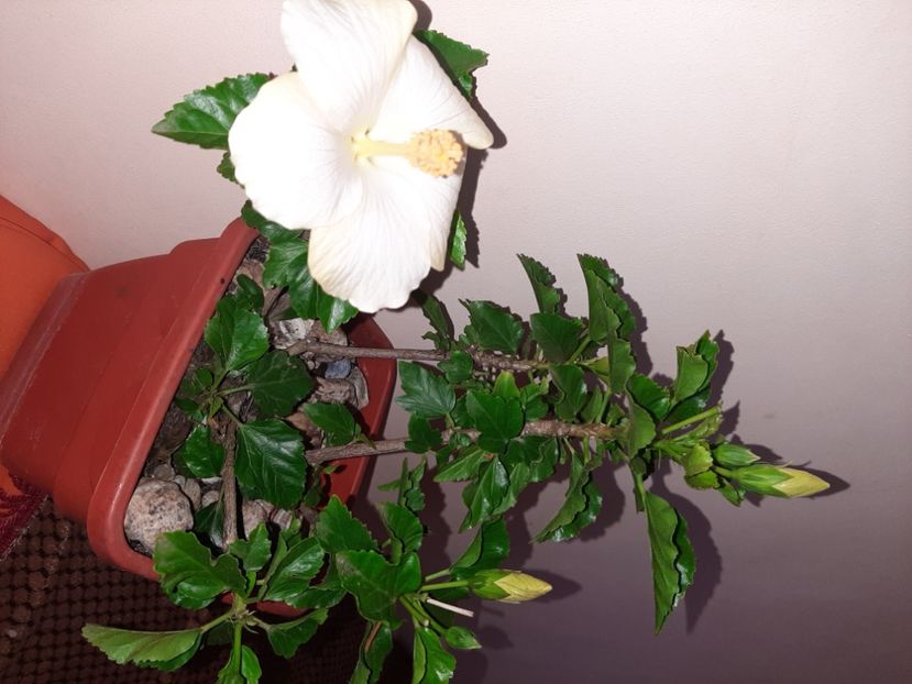  - Florile mele octombrie 2020