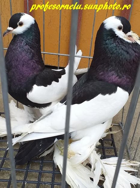 vândut Mariusică - Porumbei VÂNDUȚI