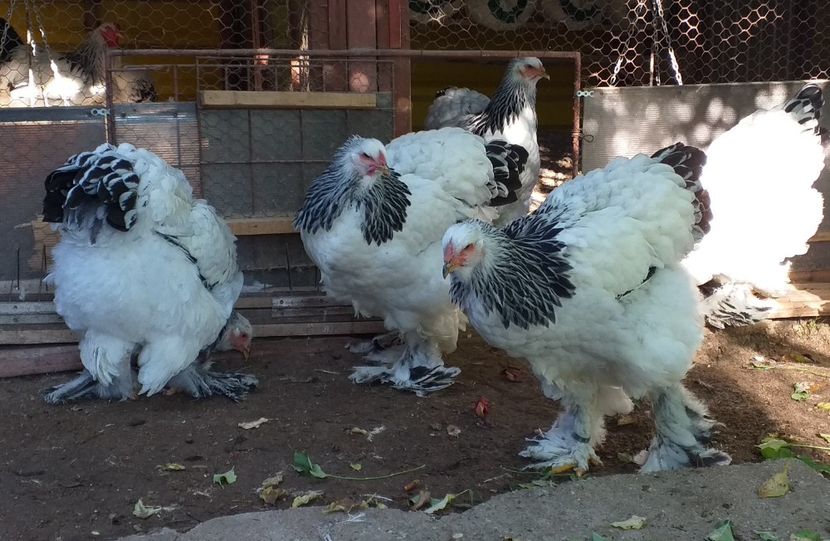  - VIITOR SPERANTE 2021