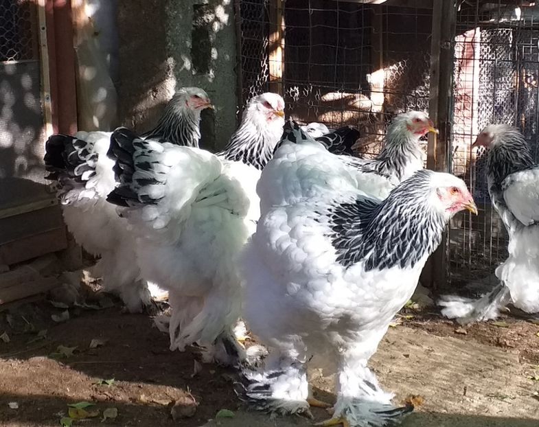  - VIITOR SPERANTE 2021