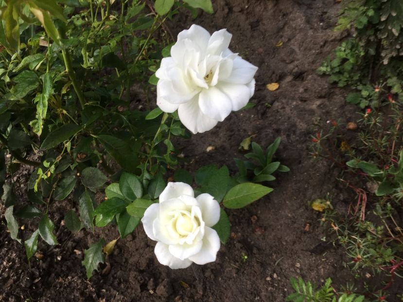 E9A3C567-2916-4EEF-B465-A037E3C1875A - Trandafiri 2020