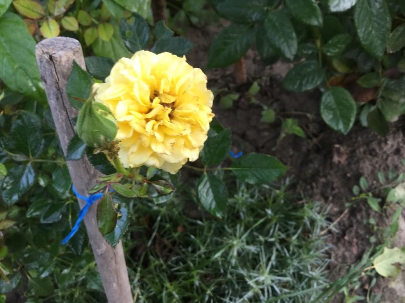 BDC5F254-1DAF-453A-99B4-F1BF03CC8B23 - Trandafiri 2020