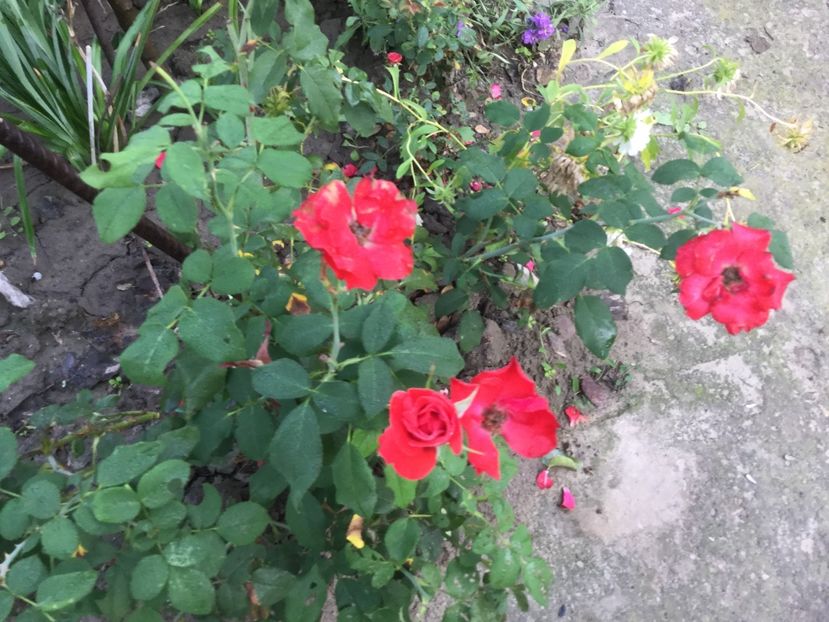 FAB89F97-C815-4AEB-8895-09DE075D5E02 - Trandafiri 2020