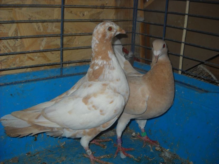  - UNDEVA IN SUCEAVA arhiva