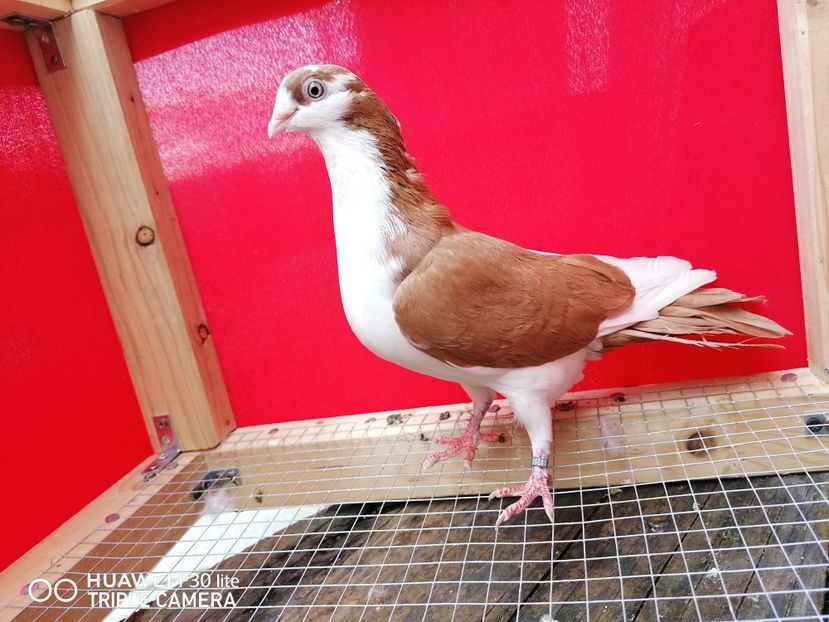  - porumbei care mi-au apartinut