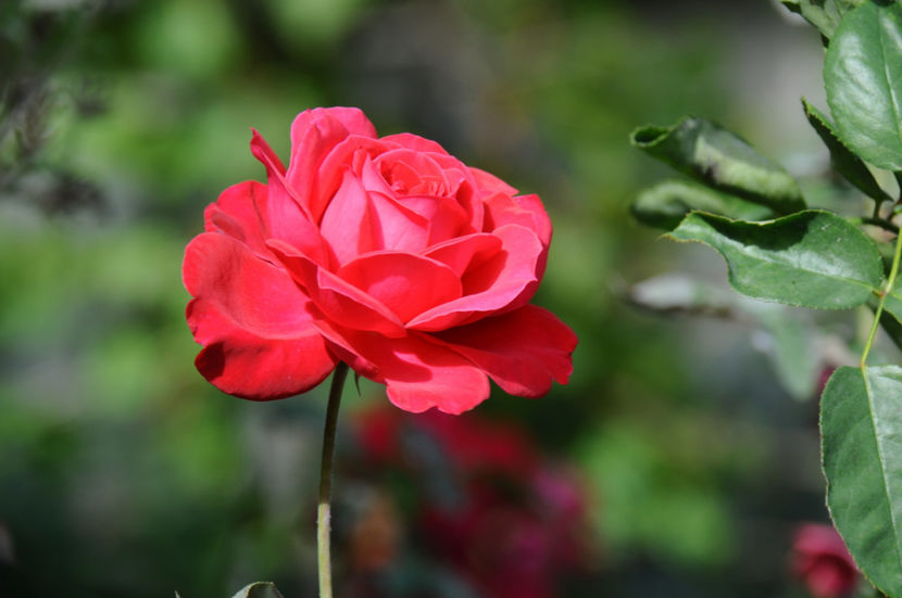  - 04 Gradina de flori 2020