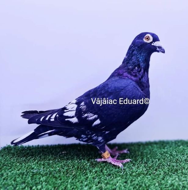  - NU AMI APARTIN 2020