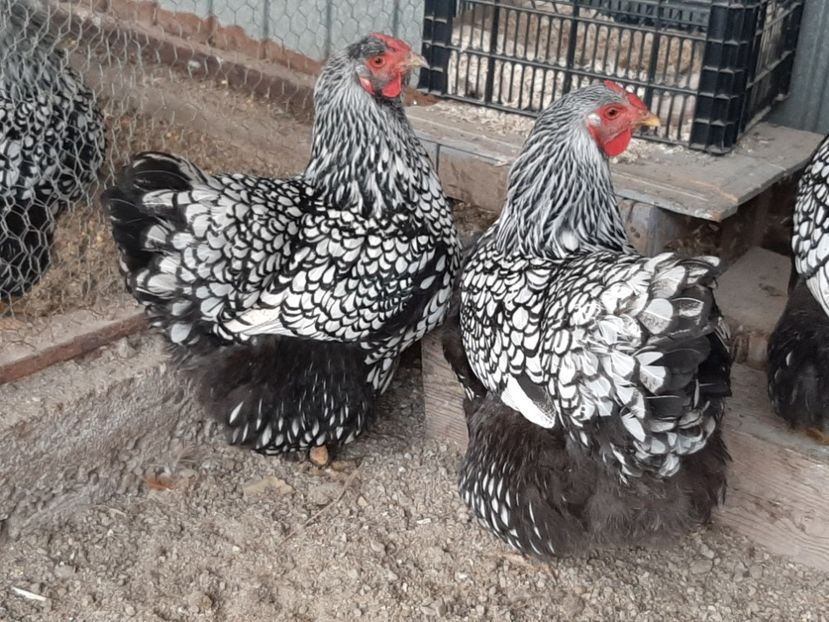  - WIANDOTTE ARGINTIU 2019