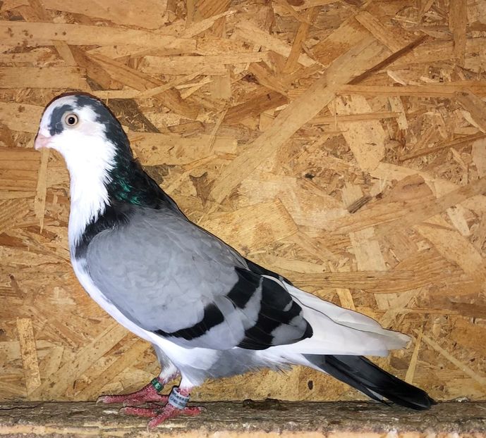 6827  mascul  2019 - 0000001 prin voliere