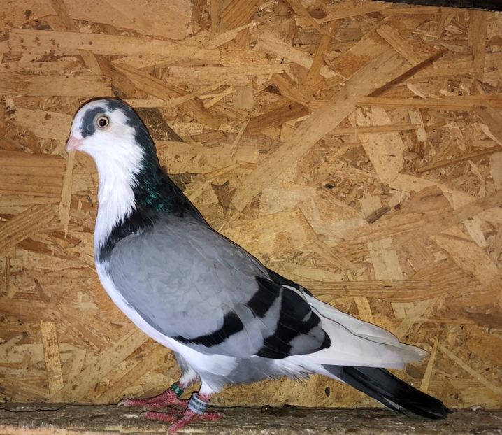 6827  mascul  2019 - 0000001 prin voliere