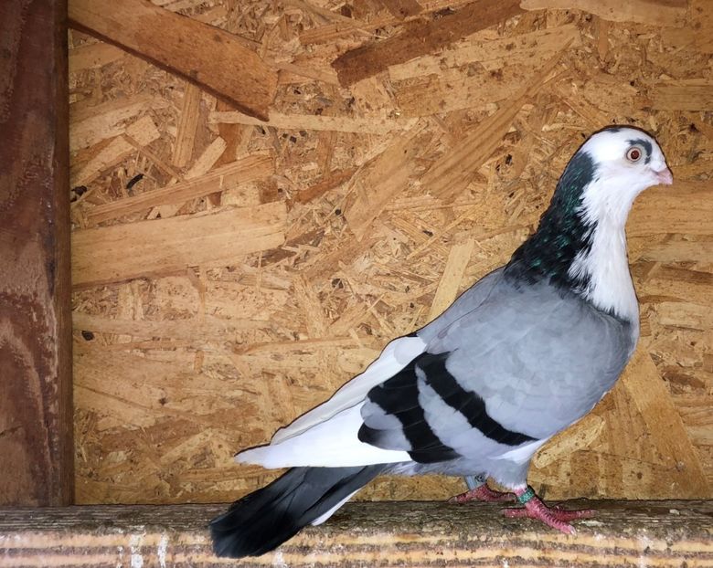 6827  mascul  2019 - 0000001 prin voliere