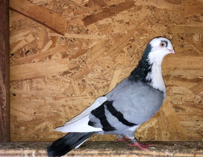 6827  mascul  2019 - 0000001 prin voliere