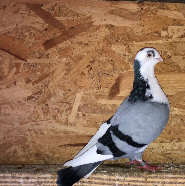 6827  mascul  2019 - 0000001 prin voliere