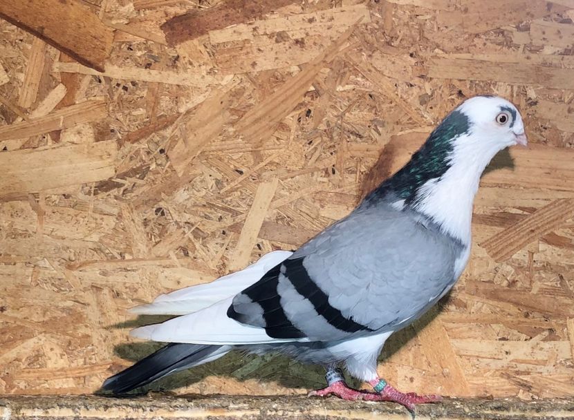 6827  mascul  2019 - 0000001 prin voliere