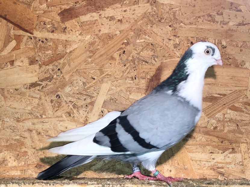 6827  mascul  2019 - 0000001 prin voliere