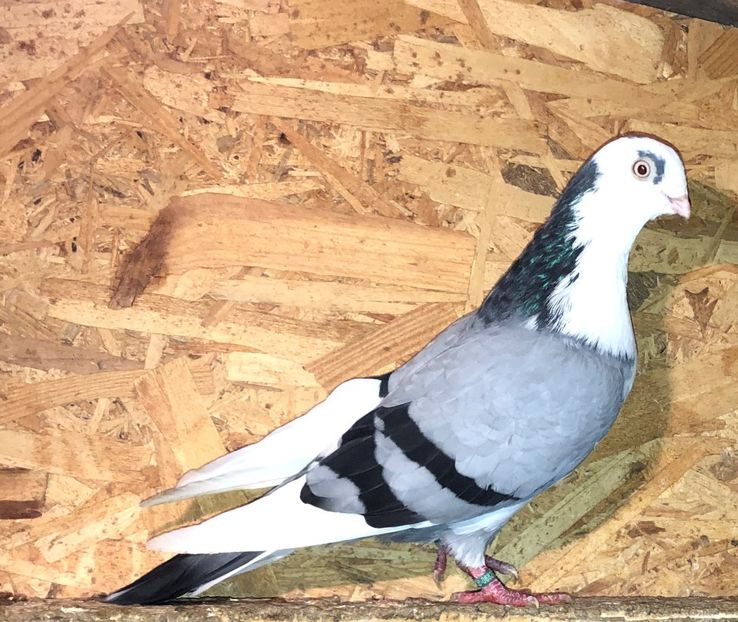 6827  mascul  2019 - 0000001 prin voliere