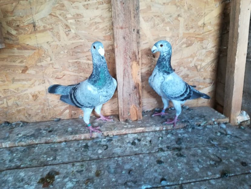  - Matca germani 2021