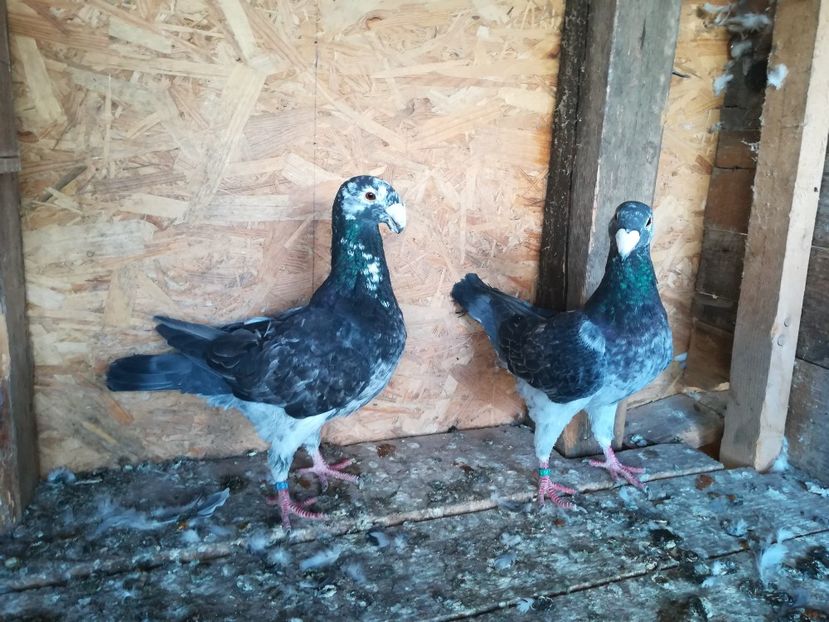  - Matca germani 2021