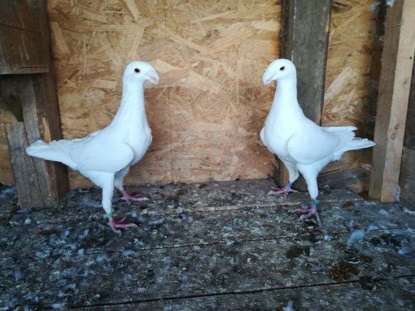  - Matca germani 2021