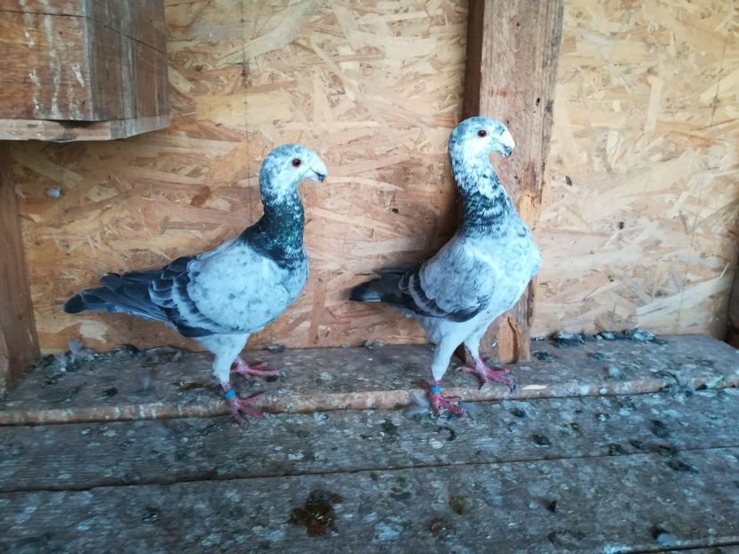  - Matca germani 2021