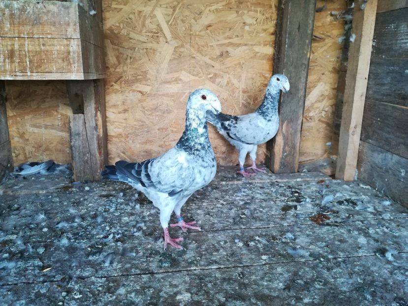  - Matca germani 2021