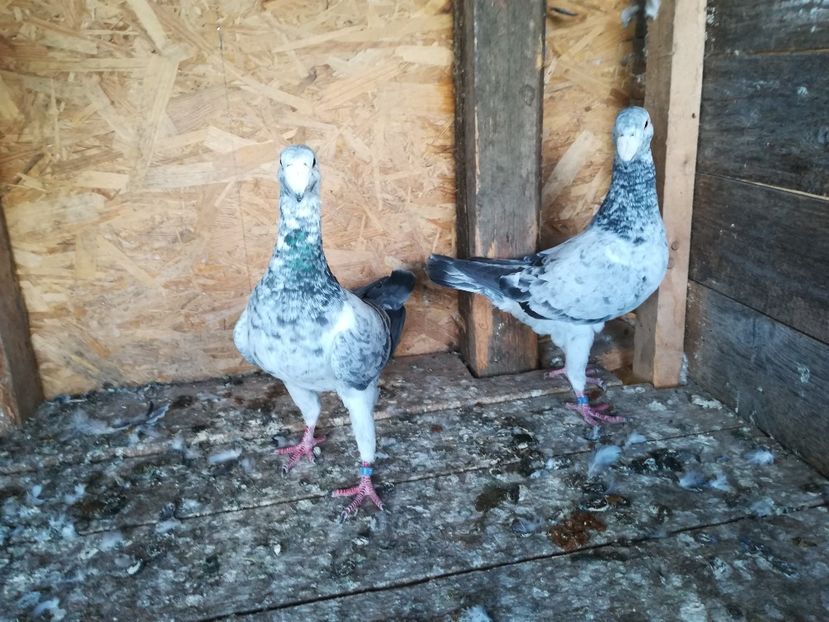  - Matca germani 2021