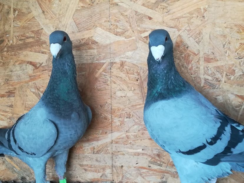  - Matca germani 2021