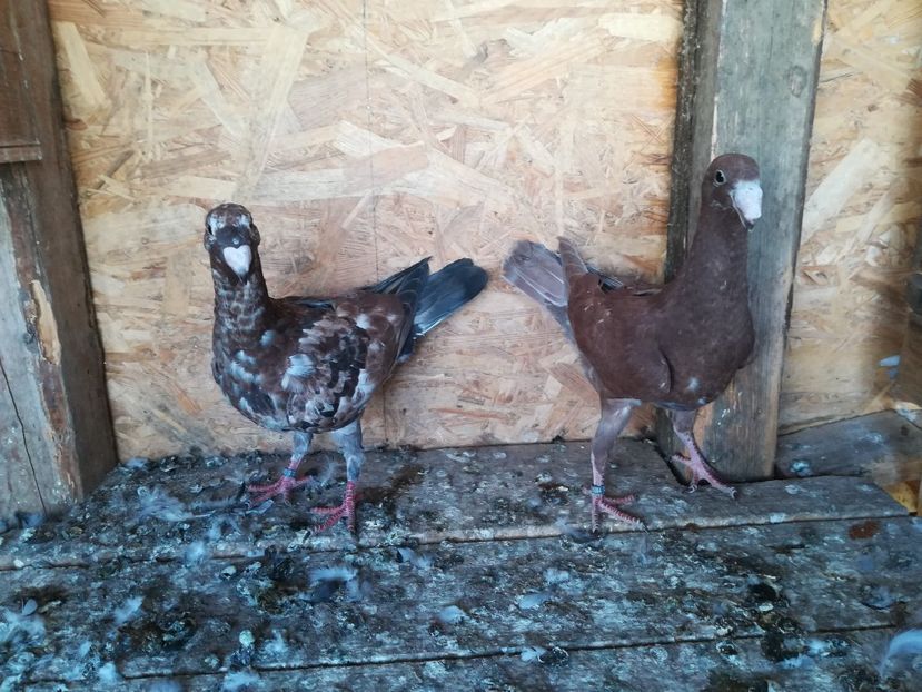  - Matca germani 2021