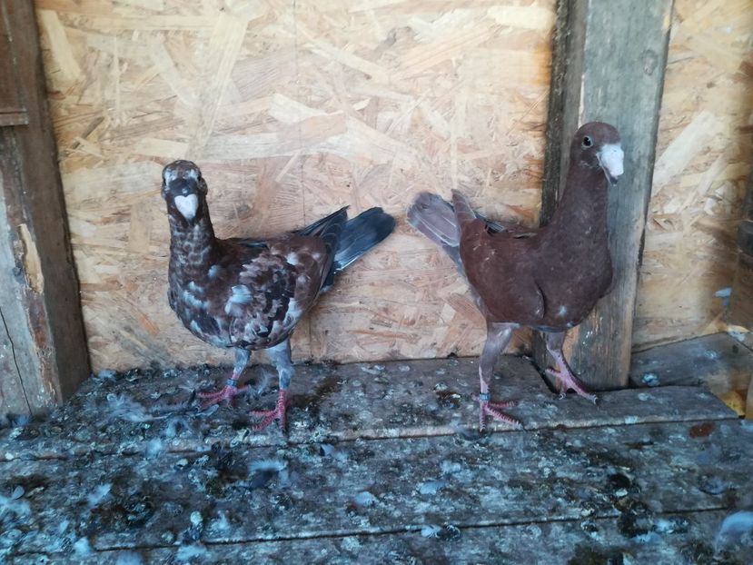  - Matca germani 2021