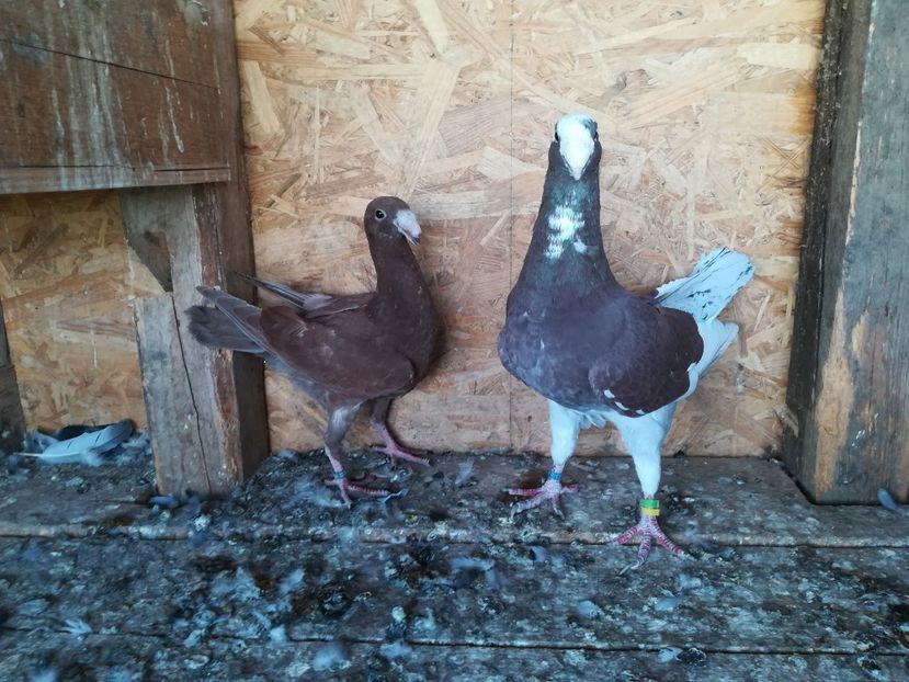  - Matca germani 2021