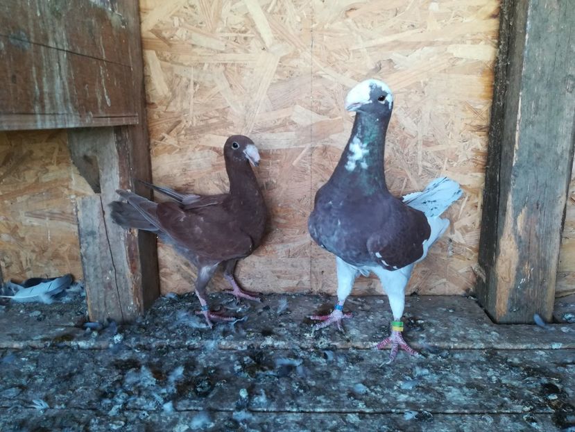  - Matca germani 2021