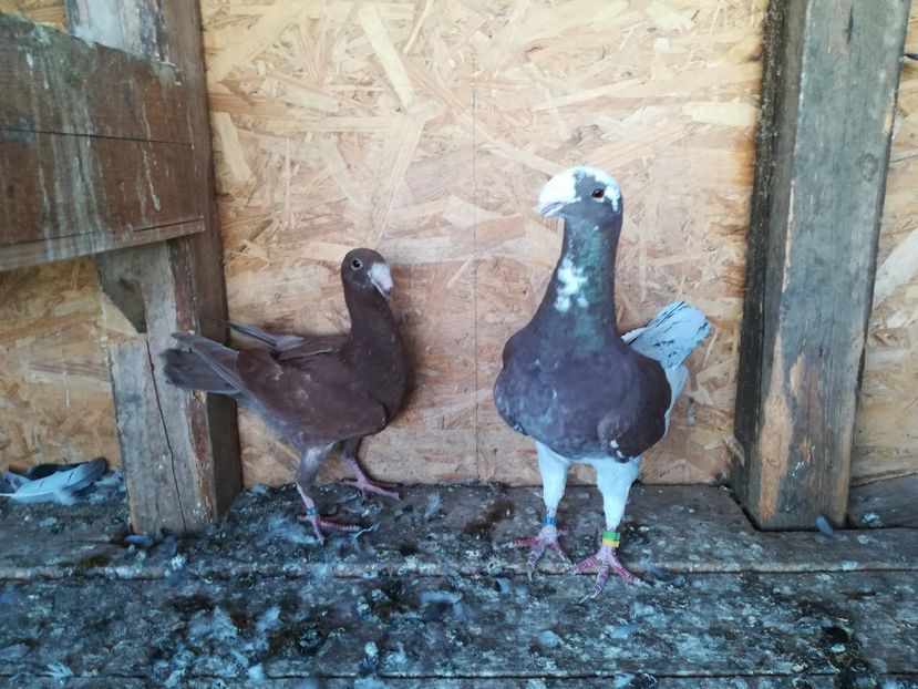  - Matca germani 2021