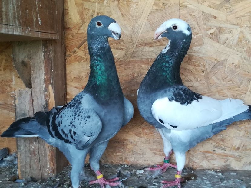  - Matca germani 2021