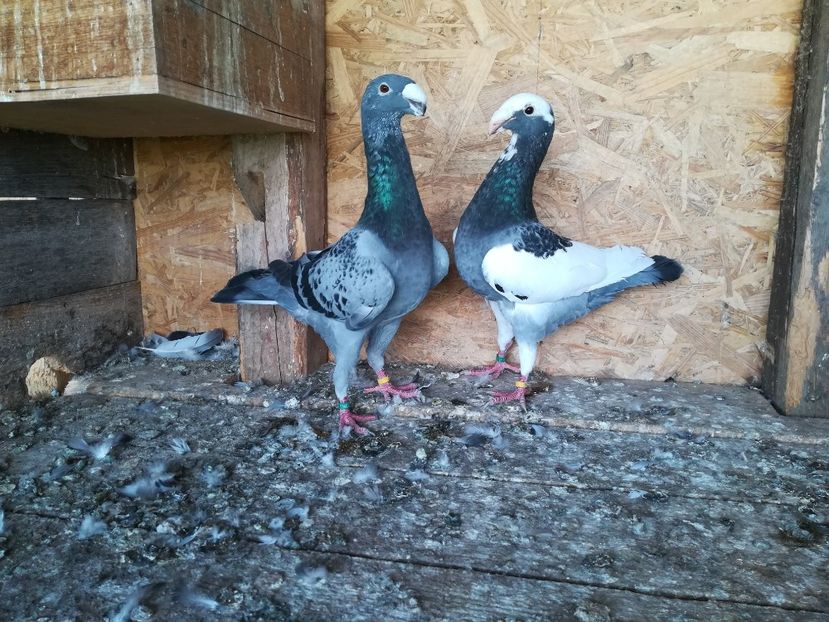  - Matca germani 2021