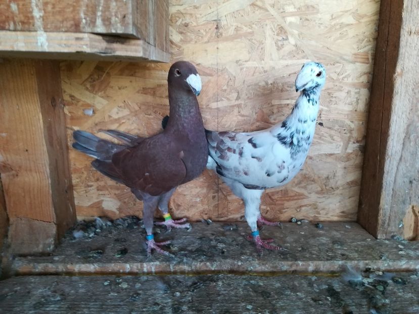  - Matca germani 2021