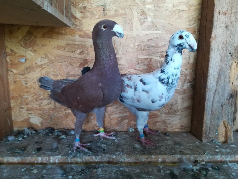  - Matca germani 2021