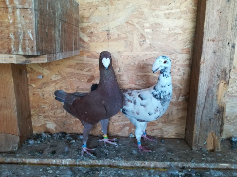  - Matca germani 2021