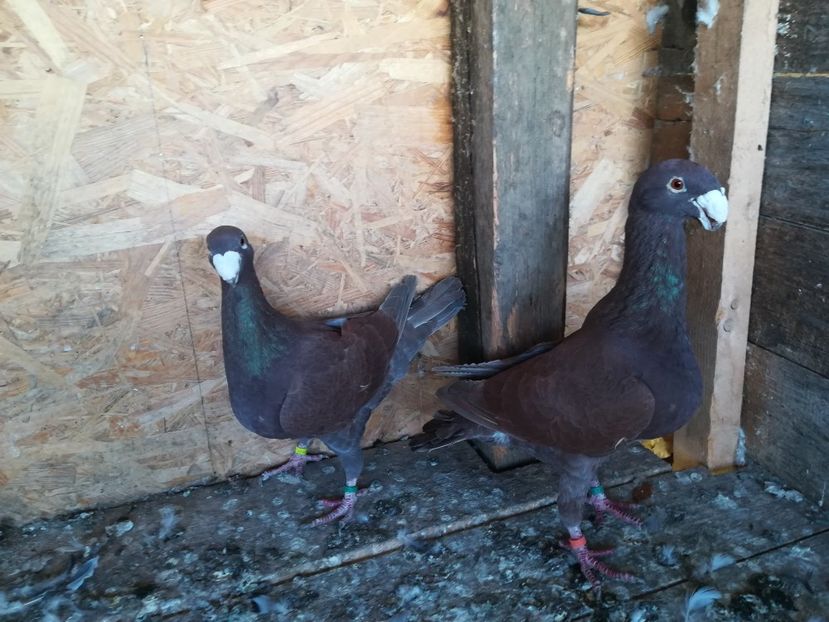  - Matca germani 2021