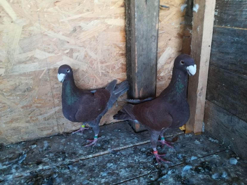  - Matca germani 2021