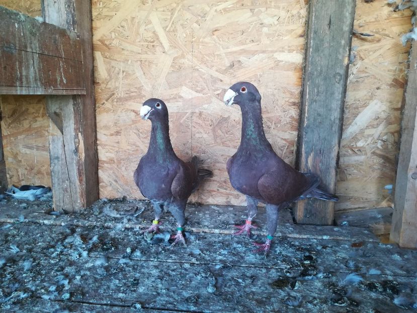  - Matca germani 2021